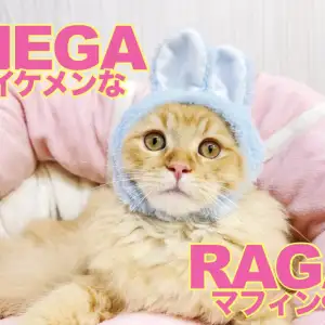 ラガマフィン 】最強フレンドリーに成長！何をされてもオッケーニャン 