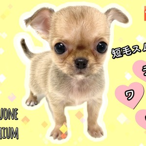 【 チワワ 】希少なスムースコート 可愛いスムチ登場!7/8最新情報