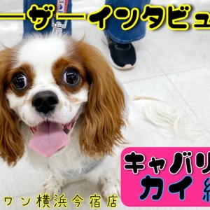 【 ユーザーレビュー 】キャバリアとの生活ポイントを今宿店のお客様がご紹介!