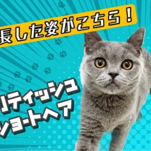 【 ブリティッシュショートヘア 】猫との生活を考える人へ美男子の今をお届け!