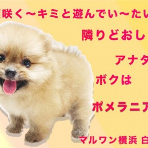 ポメ　★　犬 MIX｜ペット検索｜ペット大好き！