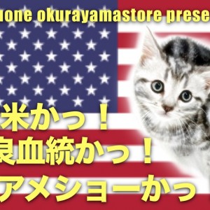 【 アメリカンショートヘア 】優秀な血統から誕生したシルバータビーの貴公子登場!