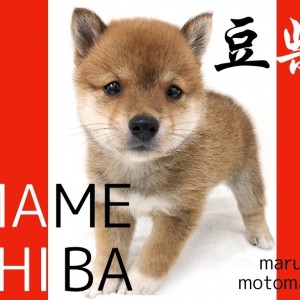 【 豆柴犬 】横浜にプレミアムな手乗り日本男児登場!飼育のお役立ち情報も紹介!