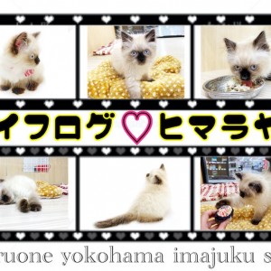 【 ヒマラヤン 】ライフログ〜最新情報をお届け!生後3ヶ月のおっとり系女子編〜