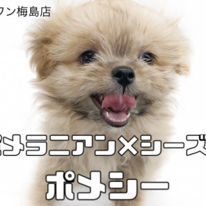 MIX子犬 】ポメラニアンとシーズー！たぬきみたいな見た目のもこもこ