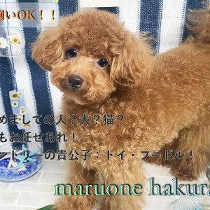 【 トイプードル 】多頭飼いをお考えの方必見!社交性抜群のセカンドインプレ!