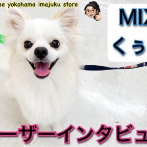 【 ユーザーレビュー 】チワワとポメラニアンのMIXの生活ポイントをご紹介!