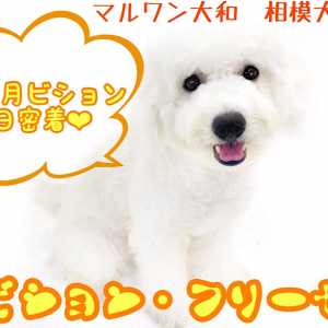 【 ビションフリーゼ 】生後8ヶ月を迎えた陽気で明るいアフロ犬の1日に密着!