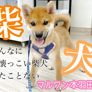 【 柴犬 】スタイル抜群きつね顔王子!人懐っこ過ぎる性格必見です!