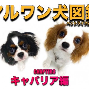 ペット 犬 コレクション 図鑑