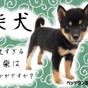 柴犬 】マロ眉がとってもキュートな黒柴！可愛い大和撫子ちゃん