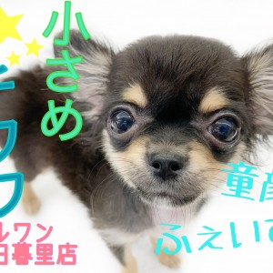 チワワ(スムース)【三重県・女の子・2025年3月9日・スムース