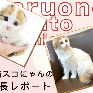 【 スコティッシュフォールド 】美猫に成長中!高い社交性が分かる2nd記事!