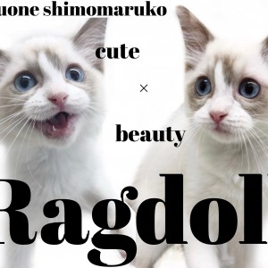 【 ラグドール 】多彩な表情でハートをつかむ美的で愛おしいぬいぐるみ猫!