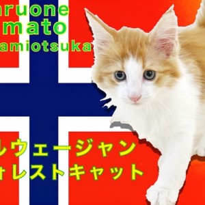 【 ノルウェージャンフォレストキャット 】優雅で美形な大型猫は甘えん坊で遊び好き