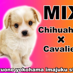 MIX犬 】チワワとキャバリアのレアなハーフ犬！元気いっぱいな
