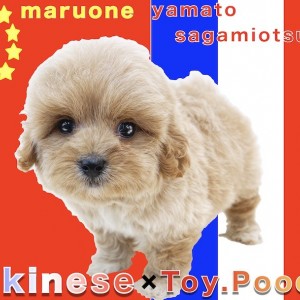 【 MIX 】両親はペキニーズとトイプードル!コロコロ体型でマイペースなペキプー