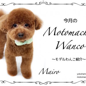 【 元町トリミング 】第五回Motomachi Wancoモデル犬!マイロちゃん