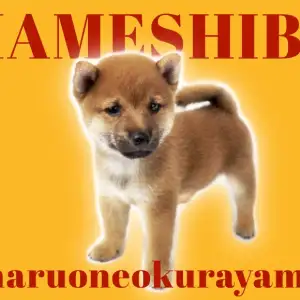豆柴 小さいのに圧倒的な存在感 Vサインが魅力的なプレミアムワンコ マルワンblog ペットショップ マルワン 小さめ子犬 美形な子猫 初心者安心のサポート
