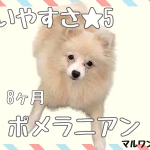 ポメラニアン 小さい 賢い 友好的 飼いやすさ5つ星 初心者や多頭飼いに マルワンblog ペットショップ マルワン 小さめ子犬 美形な子猫 初心者安心のサポート