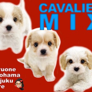 【 キャバリアMIX犬特集 】大注目!幻のキャバリアハーフ犬をご紹介!