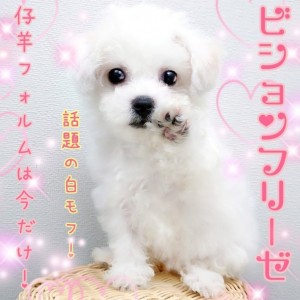 【 ビションフリーゼ 】話題の白モフわんこ!仔羊みたいな可愛さ!