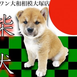 柴犬 日本犬の代表格 コロっとした体型のクマ系柴 相棒の様な存在です マルワンblog ペットショップ マルワン 小さめ子犬 美形な子猫 初心者安心のサポート