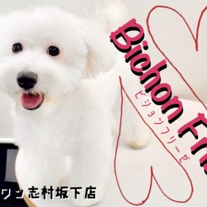 【 ビションフリーゼ 】お散歩・マテOK！笑顔が素敵な真っ白ボディのお姫様