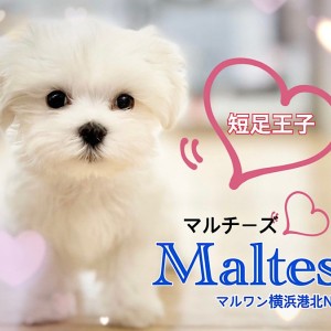 マルチーズ 】ドワーフ体型がたまらなく可愛いマルチーズくん