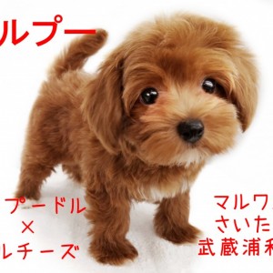 まるあずきママ様オーダー品（トイプードルレッド） まるあずきママ様オーダー品（トイプードルレッド） （トイ