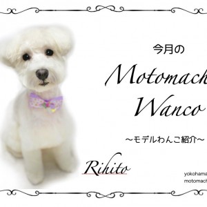 【 元町トリミング 】第六回Motomachi Wancoモデル犬紹介!