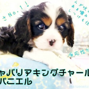 【 キャバリア 】トライカラーの男の子!どんなご家族にもピッタリあう家庭犬の鏡!