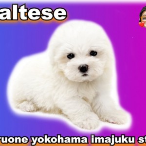 マルチーズ 】純白を守り続ける名犬！スペシャルウェディング