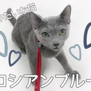 ロシアンブルー 初めての方に絶対オススメ 犬みたいな性格の猫 マルワンblog ペットショップ マルワン 小さめ子犬 美形な子猫 初心者安心のサポート