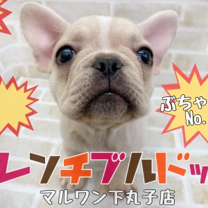 満ちるわんわん Amazon.co.jp: 茂木和哉 の ペット用 食器洗浄剤 「 無添加 瞬間