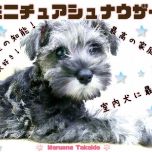 ミニチュアシュナウザー 実は室内犬に最適 人が大好き 賢さ抜群 マルワンblog ペットショップ マルワン 小さめ子犬 美形な子猫 初心者安心のサポート