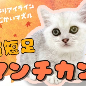 マンチカン　20キロを精米し二つに小分け マンチカン 】超短足マンチカン登場！おめめパッチリ猫界の