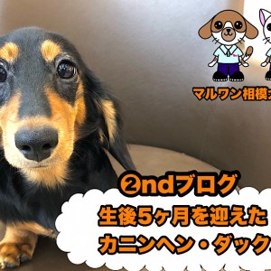 【  カニンヘンダックスフント 】生後5ヶ月の超絶フレンドリー遊び大好きわんこ!