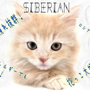 【 サイベリアン 】大注目の低アレルゲンキャット!環境慣れ抜群おっとりにゃんこ!