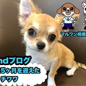【 チワワ 】生後5ヶ月を迎えた表情豊かな元気いっぱいのチーたん!
