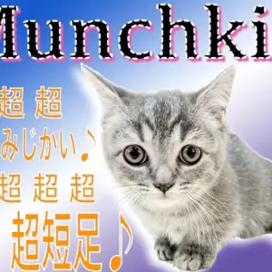 【 マンチカン 】初心者必見ニャンコ!超短足ならではの可愛すぎる仕草に注目!