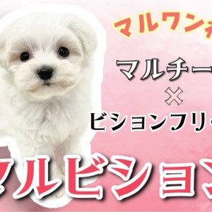 【 MIX 】マルワン初登場!マルチーズとビションフリーゼの希少MIX!