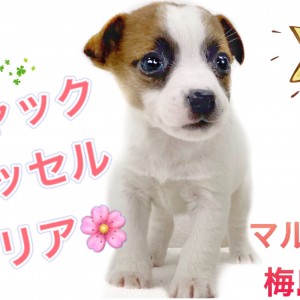 【 ジャックラッセルテリア 】生後60日で480g!小さめサイズの女の子!