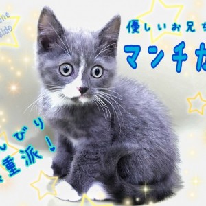 短毛(ブルー①)ジューンブライドシュシュ、わんちゃん猫ちゃん用 短毛(ブルー①)ジューンブライドシュシュ、わんちゃん猫ちゃん用