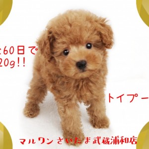 【 トイプードル 】生後60日で520g!小さめサイズの飼いやすい点をご紹介!