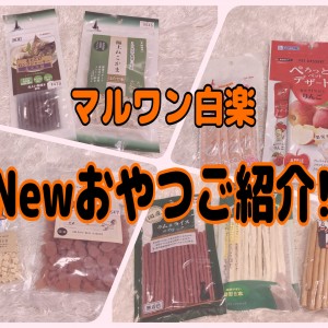 【 商品紹介 】効果的で健康的がトレンド!白楽店から新入荷のおやつをご紹介!