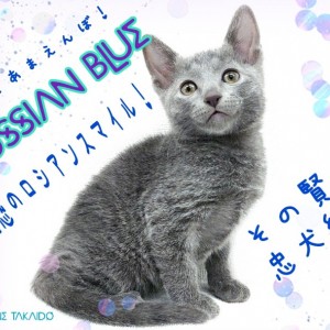 【 ロシアンブルー 】その賢さ忠犬級!愛情深くてとっても静かな甘えんぼ!