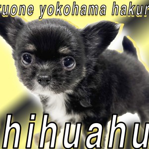 【 チワワ 】ブラックベースがポイント!元気で遊び好きの超小さめサイズ!