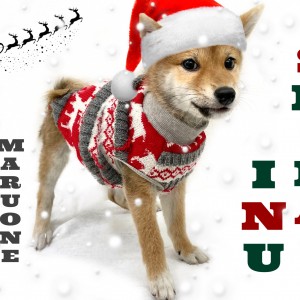 【 柴犬 】パパは立派なショードッグ！！トイレ完璧！無駄吠え一切なしの男の子！