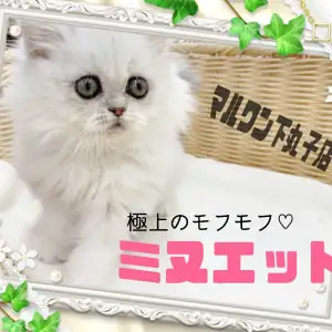 ミヌエット ビッグアイが印象的な超癒し系もふもふニャンコが登場 マルワンblog ペットショップ マルワン 小さめ子犬 美形な子猫 初心者安心のサポート ミヌエット ビッグアイが印象的な超癒し系もふもふニャンコが登場 マルワンblog ペットショップ マルワン 小さめ子犬 美形な子猫 初心者安心のサポート